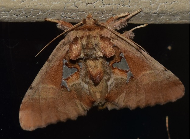 Spatalia argentina anomala